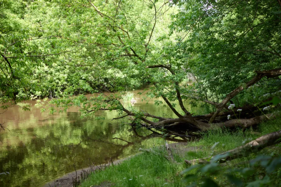 Letni widok na spokojne zakole rzeki Świder w Otwocku z pochylonymi nad wodą drzewami i pniami