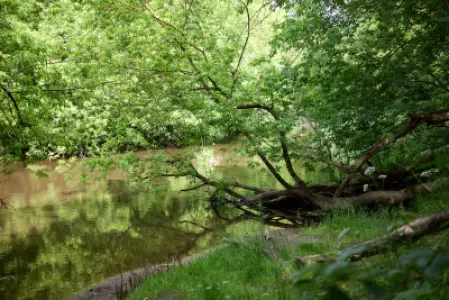 Letni widok na spokojne zakole rzeki Świder w Otwocku z pochylonymi nad wodą drzewami i pniami