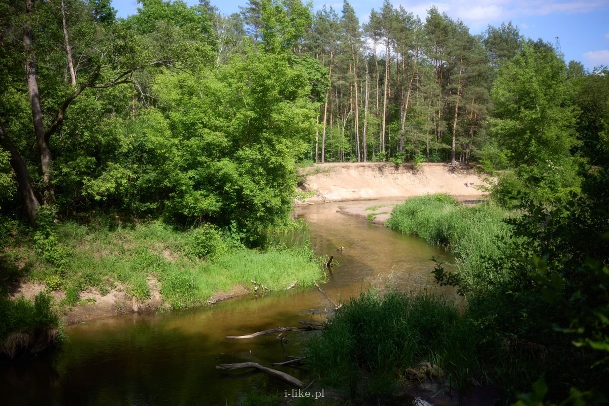 Letni krajobraz zakola rzeki Świder w Otwocku, z piaszczystą skarpą, sosnowym lasem i zielonymi zaroślami nad brzegiem