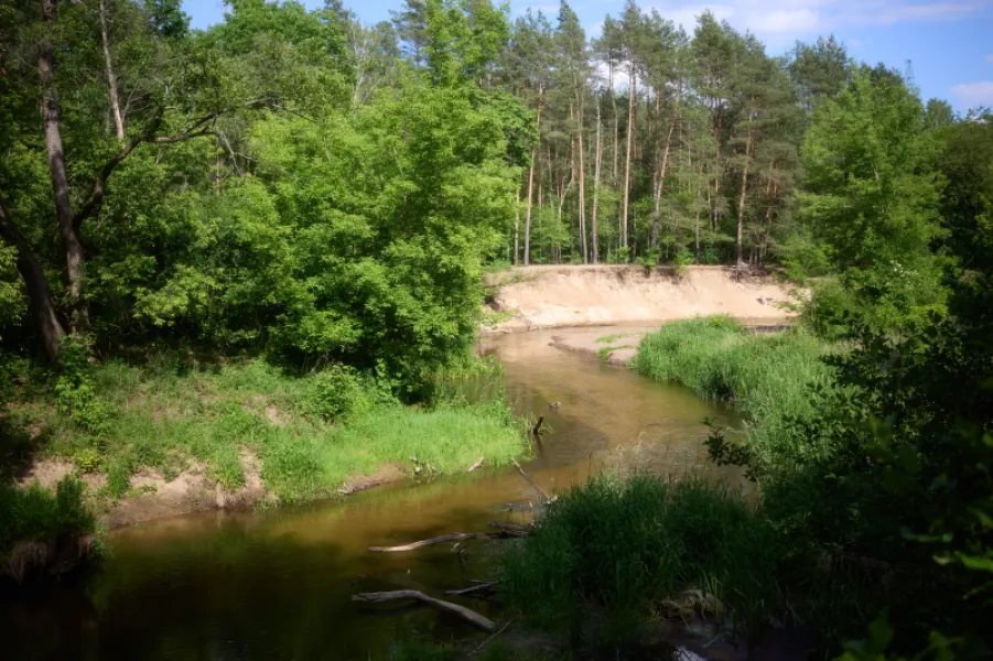Letni krajobraz zakola rzeki Świder w Otwocku, z piaszczystą skarpą, sosnowym lasem i zielonymi zaroślami nad brzegiem