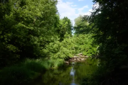 Letnie zakole rzeki Świder w Mlądzu, otoczone gęstymi drzewami i wysokimi trawami, z powalonymi pniami nad wodą