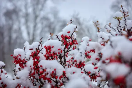Czerwone owoce berberysu oblepione śniegiem na tle rozmytych, nagich drzew zimą